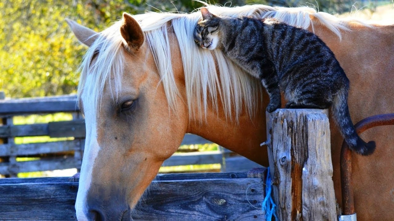 Cats and Horses